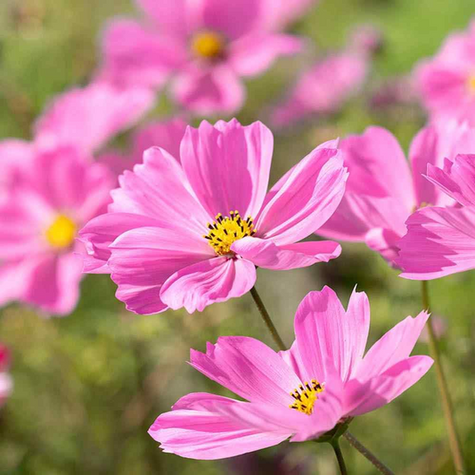 Gloria Cosmos Seeds | Pink Blooms | Cosmos bipinnatus | Pollinator Attracting, Fast-Growing Annual Flowers