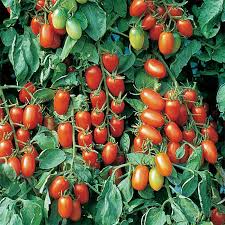Juliet Tomato Seeds F1 Hybrid Non-GMO Crack-Resistant Salad & Sauce Tomato Solanum Lycopersicum