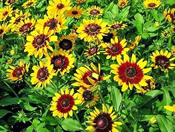 300 Seeds Daisy Gloriosa Rudbeckia Hirta - Yellow Wildflower, Perennial, Drought Tolerant, Pollinator-Friendly, Garden Planting