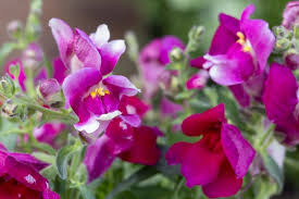 Floral Showers Purple Snapdragon Seeds | 1000+ Antirrhinum majus Compact Dwarf Purple Blooms for Garden & Containers