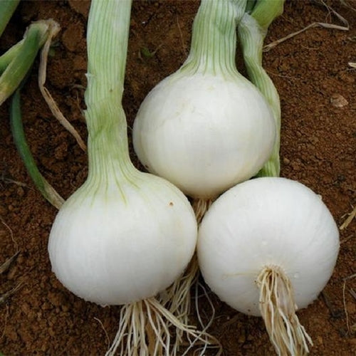 White Sweet Spanish Onion Seeds, Allium cepa, Large Mild Bulbs for Cooking & Storage, 200 Seeds