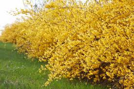 Golden Forsythia Cuttings – 15 Organic Starter Plants for Privacy Hedge, Yellow Spring Flowers, Forsythia x intermedia