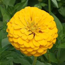 Zinnia Canary Bird Seeds 200 Pack - Double Yellow Blooms, Non-GMO, Butterfly Attracting, Easy to Grow, Long-Lasting Cut Flowers