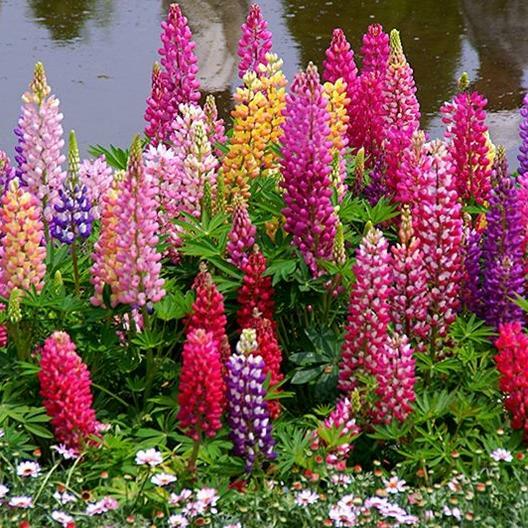 Russell Lupine Seeds Mixed Colors Perennial - Attracts Hummingbirds & Bees - Non-GMO - Lupinus polyphyllus