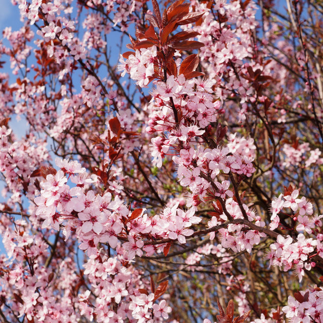 Prunus Cerasifera Cherry Plum Cuttings – 3 Unrooted 6-Inch Plants with Dark Purple Foliage, Pink Flowers, Edible Fruit, USDA Zones 5-8