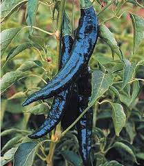Pasilla Bajio Chilaca Pepper Seeds | Heirloom Non-GMO | Mild Heat | Smoky Flavor | Capsicum annuum