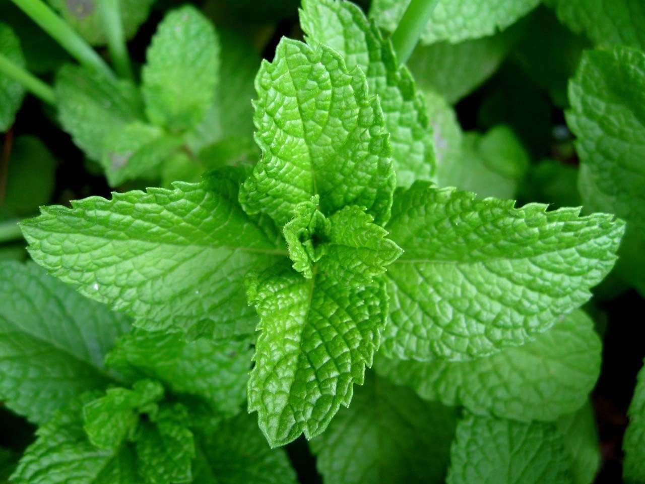 Peppermint Seeds - Heirloom Non-GMO - Fragrant Culinary Herb - Mentha piperita - Pollinator-Friendly, Drought Tolerant