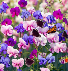 Sweet Pea Seeds Purple Dream Mix Fragrant Climbing Vine Non-GMO Lathyrus odoratus