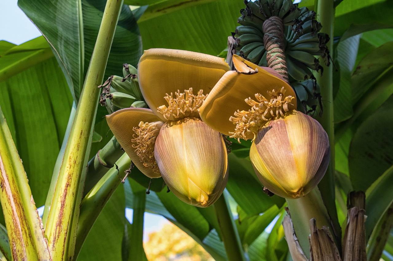 Giant Banana Seedling | Musa ingens Live Plant | Tropical Fruit Tree for Garden & Greenhouse