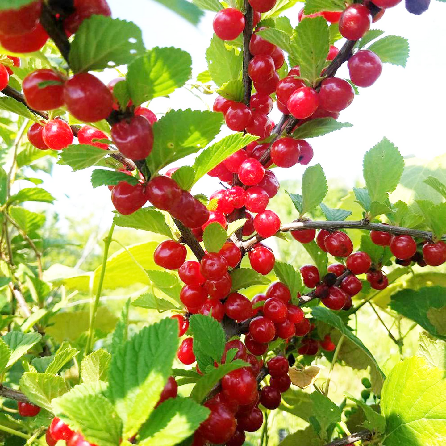10 Seeds Prunus tomentosa Nanking Cherry Fruit-Bearing Shrub for Gardens, Landscaping & Wildlife