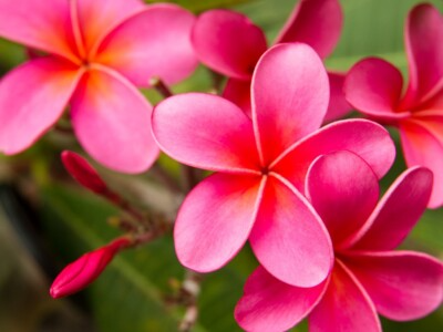 Pink Plumeria Cutting - Unrooted 10" Frangipani Tropical Flower Starter, Plumeria rubra, Garden Propagation, Fragrant Bloom