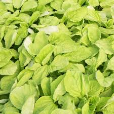Edible Amaranth Seeds 500mg for Planting, White Light Green Foliage, Fast Growing, Heirloom Vegetable, Garden & Container