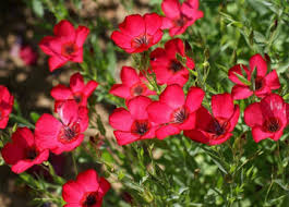 500 Seeds Scarlet Red Flax Wildflower Non-GMO Annual Pollinator-Friendly Linum grandiflorum