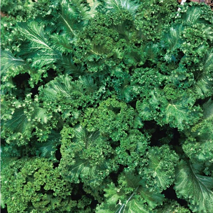 Mustard Seeds Southern Giant Curled Brassica juncea Heirloom Spicy Tender Cold Hardy Fast Growing Garden Container