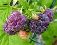 Black Raspberry Plants | 10 Bare Root Starter Plants | Mysore Rubus niveus | Perennial Fruit Shrubs