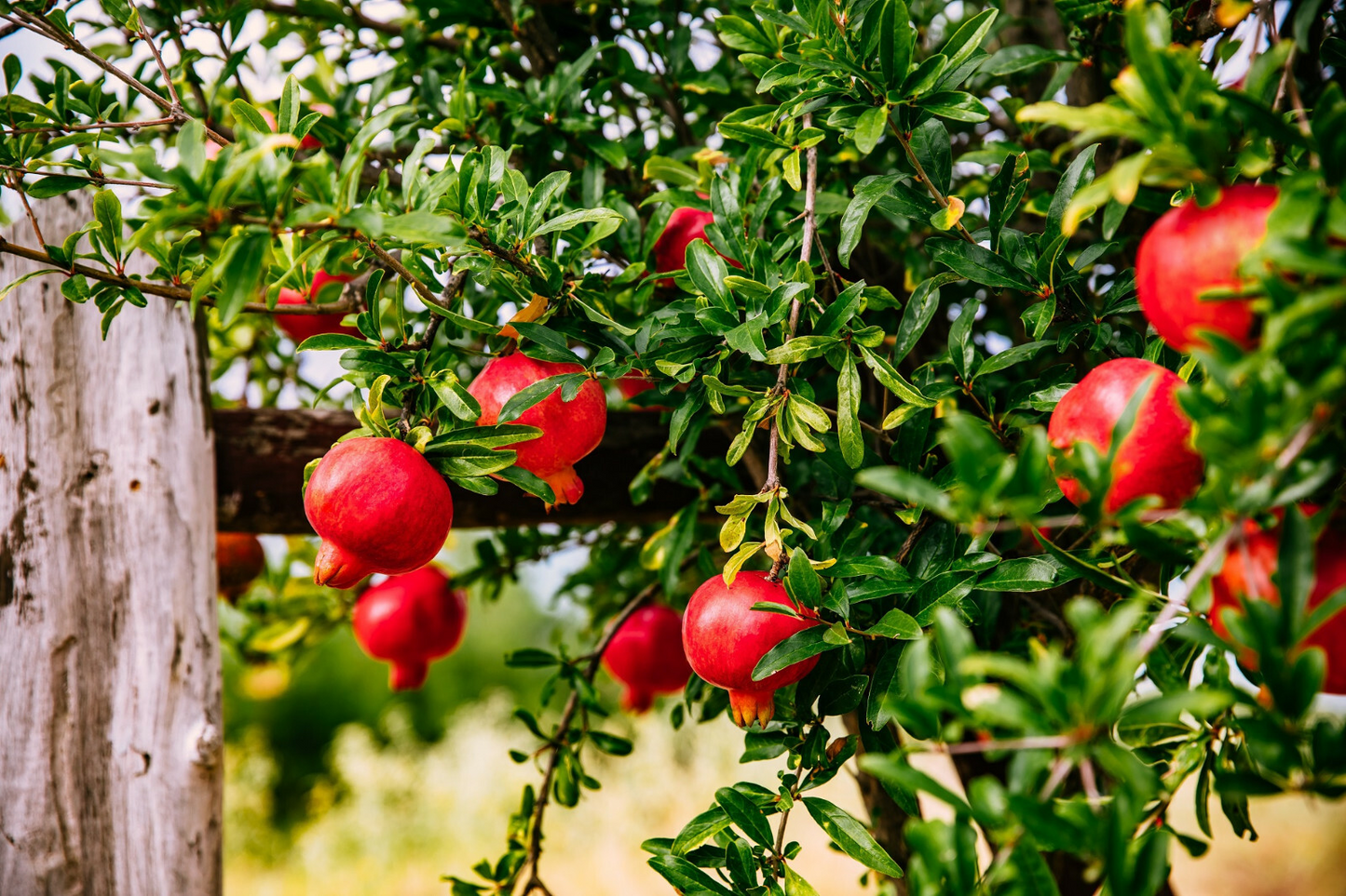 25 Pomegranate Seeds Punica granatum - Edible Tropical Fruit Shrub, Grow Your Own Fresh Pomegranates, Fast Growing, Healthy