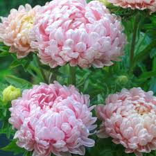Peony Duchess Apricot Aster Seeds | Soft Pink-Apricot Blooms | 24-28" Tall | Cut Flowers | Pollinator Garden | USDA Zones 3-9