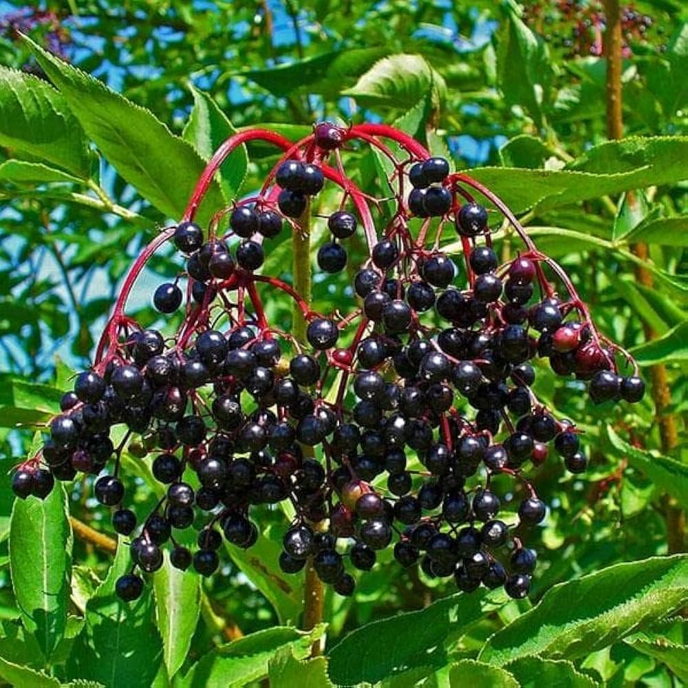 Rooted Elderberry Cuttings – Organic Sambucus nigra – Wild Elderberry Plants for Home Garden and Herbal Use