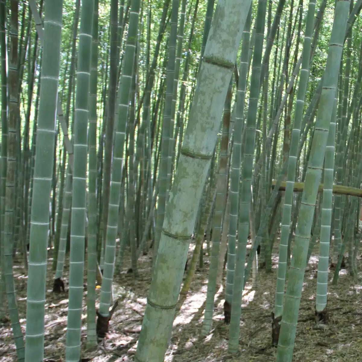 Unrooted Moso Bamboo Cuttings | Phyllostachys edulis | Live Bamboo Plant for Garden & Privacy Screen