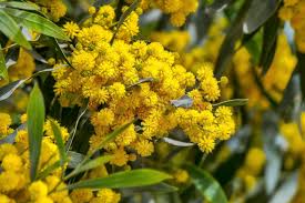 Golden Mimosa Tree Seeds, Acacia baileyana, Fast Growing Ornamental Tree with Yellow Wattle Flowers