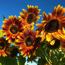 Early Sunflower Seeds – 250mg, Bright Yellow Blooms, Fast Growing Annual, Helianthus annuus, Pollinator-Friendly, Garden & Border Seeds