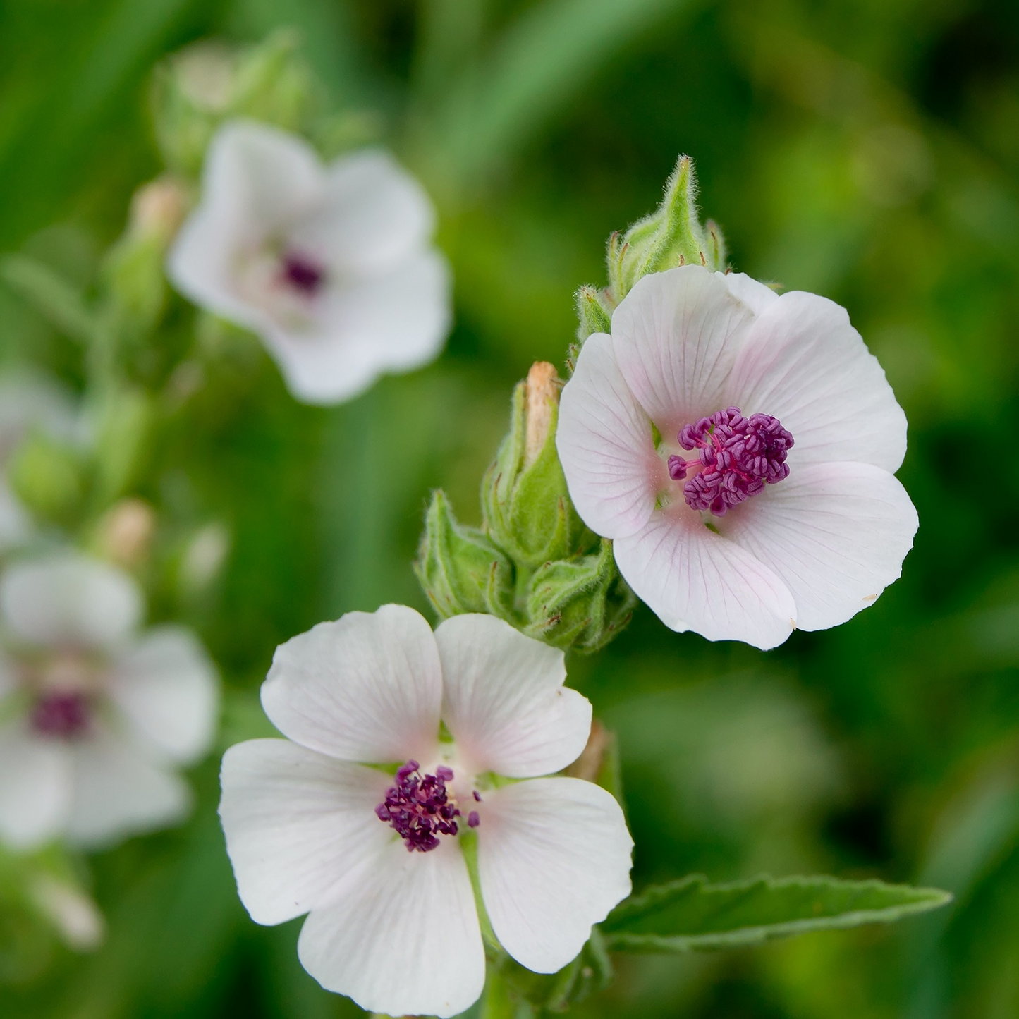 Marshmallow Seeds 50 Pack | Althaea officinalis Perennial Herb with Pink Blooms, Edible Root, Medicinal & Culinary Uses