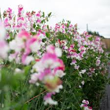 Route 66 Sweet Pea Seeds – Bright Cherry-Red Blooms – Climbing Vine for Trellises, Borders & Bouquets – Lathyrus odoratus