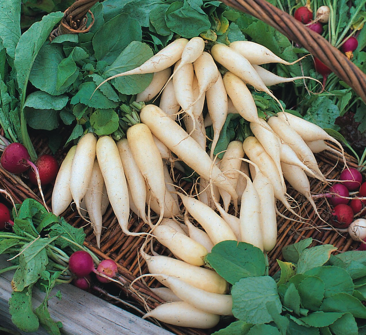White Icicle Radish Seeds | Heirloom, Non-GMO, 3-6 Inch Tapered Roots, Heat Tolerant, Salad Radish, Raphanus sativus
