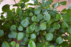 4 Swedish Ivy Cuttings - Plectranthus australis, Trailing Houseplants, Easy Care, Ground Cover, Ready to Root
