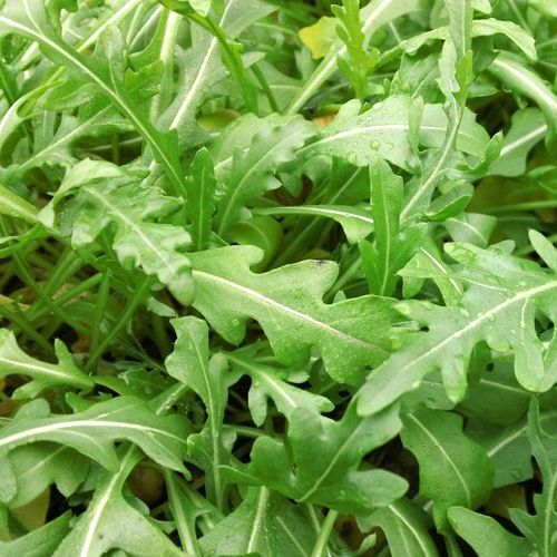 Sylvetta Arugula Seeds | Heirloom Non-GMO | Spicy Peppery Flavor | Heat & Cold Tolerant | USDA Zones 3-9