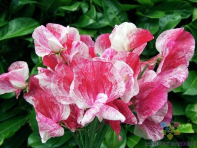 America Sweet Pea Seeds – Red & White Striped Fragrant Blooms for Climbing Vines, Garden Planting, Cut Flowers – Lathyrus odoratus
