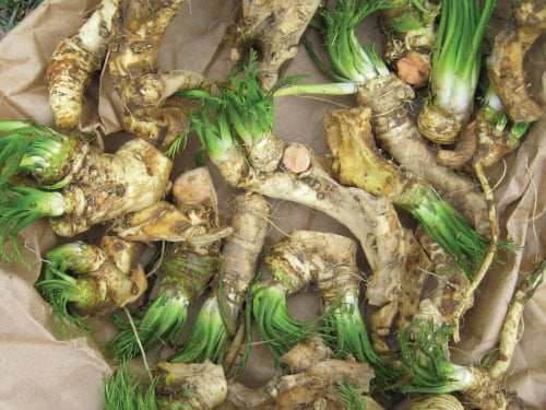 Organic Horseradish Roots for Planting - Heirloom Starter Plants - Edible Pungent Roots - Garden Seedlings - Allium rusticanum