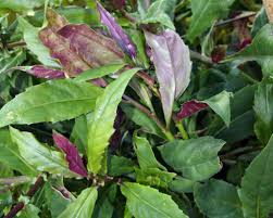 12 Unrooted Okinawa Spinach Cuttings 5-6" Gynura bicolor Edible Purple Leaf Herb Starter
