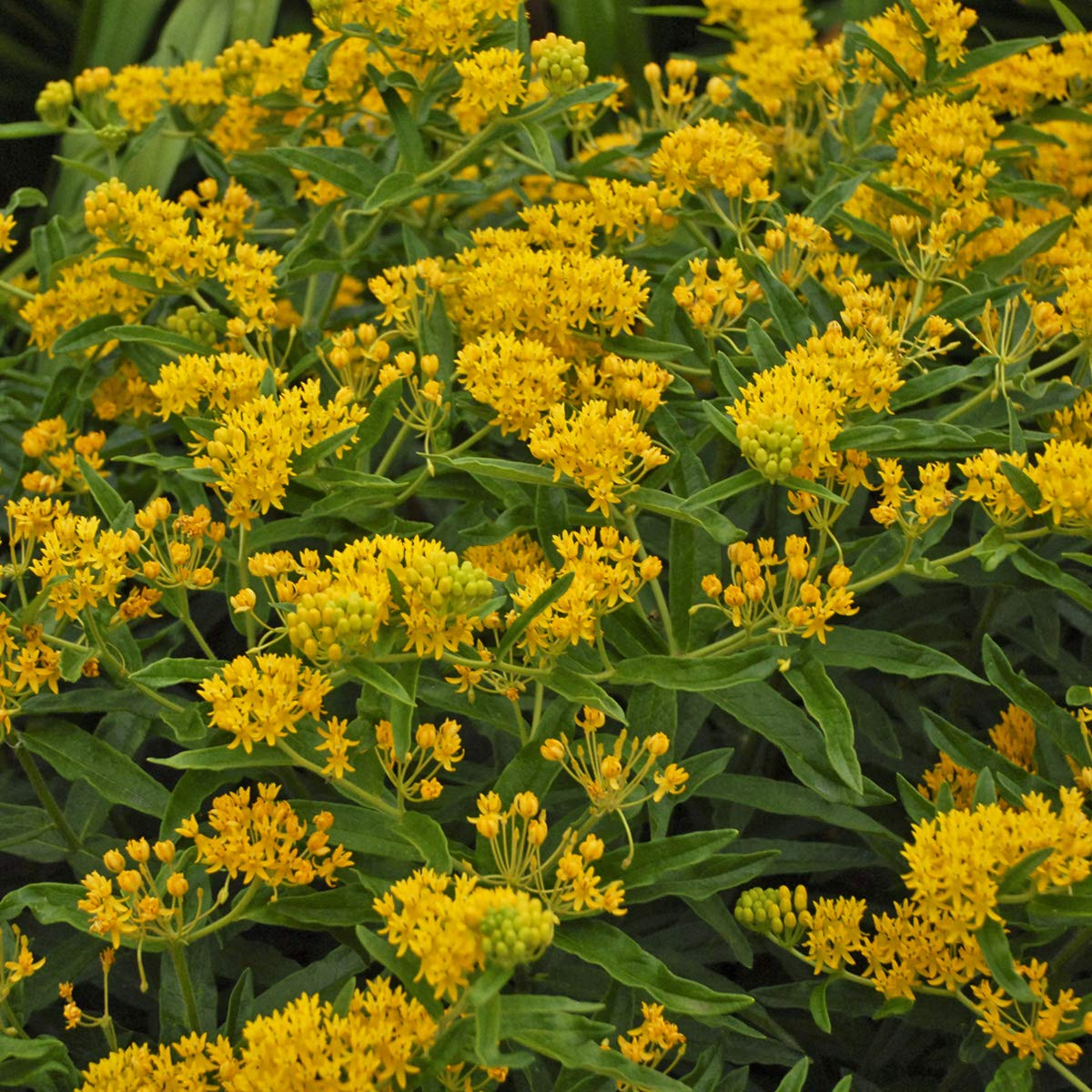 April's Yellow Milkweed Seeds – Bright Yellow Flowers, Monarch Host Plant, Pollinator-Friendly Wildflower, Native Perennial
