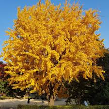 Ginkgo Tree Bare Root Plant 1-2 Feet Ginkgo biloba Deciduous Shade Tree for Gardens and Landscaping