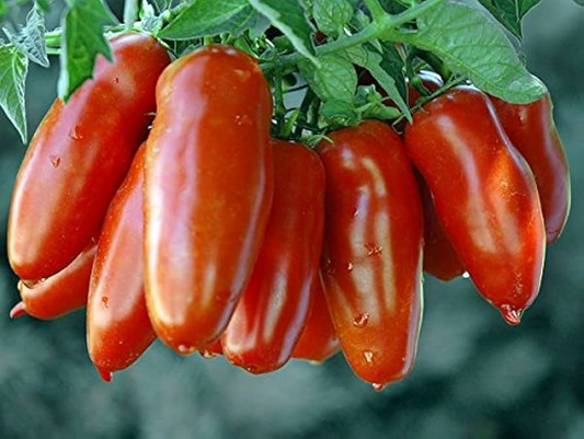 San Marzano Tomato Seeds - Heirloom Paste Tomato, Determinate, Non-GMO, Zones 3-10, Sauce, Salsa, Canning, Italian Tomato