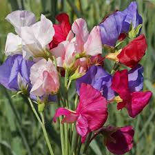 50+ Mammoth Mix Sweet Pea Seeds – Fragrant Climbing Vines for Trellises & Bouquets, Lathyrus odoratus, Vibrant Color Mix