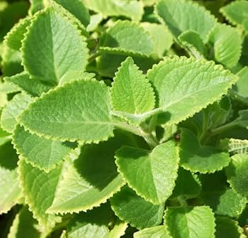 2 Live Cuban Oregano Starter Plants, Mexican Mint Herb, Plectranthus amboinicus, Fragrant Fleshy Leaves, Well-Rooted Bare Root