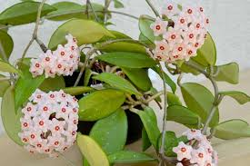 Hoya Carnosa Live Plant – Green Wax Flower, Fragrant Star-Shaped Blooms, Easy-Care Vining Houseplant in 3" Pot