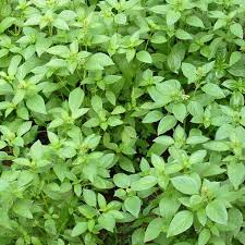 Lemon Basil Seeds 1000 Pack – Fragrant Culinary Herb (Ocimum basilicum var. citriodora) for Gardens & Cooking