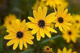 Swamp Sunflower Seeds – Helianthus angustifolius – Native Tall Wildflower with Bright Yellow Blooms, Pollinator Friendly, 250mg