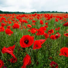 1000 Seeds Turkish Tulip Poppy Papaver spp. Red & Black Large Flowers Pollinator Friendly Garden Seeds