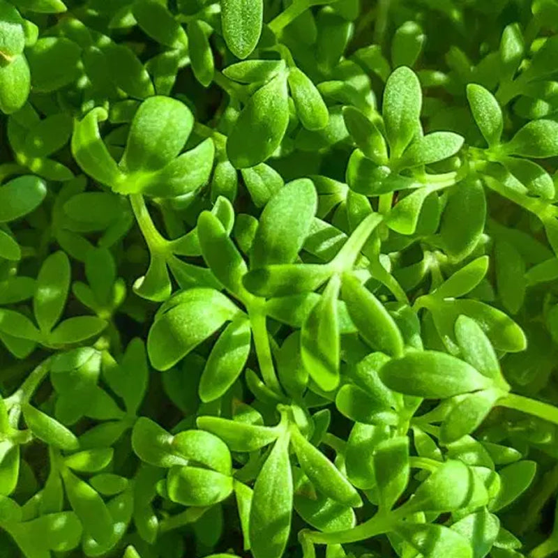 Cress Seeds 1g for Planting, Pepper Cress, Garden Cress, Fast Growing, Spicy Greens, High Yield, Lepidium sativum