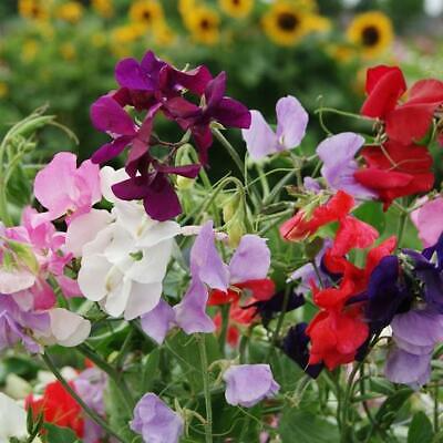 Sweet Pea Seeds Heirloom Flower Mix, Fragrant Climbing Vine, Non-GMO, Lathyrus odoratus, Easy to Grow Garden Flowers