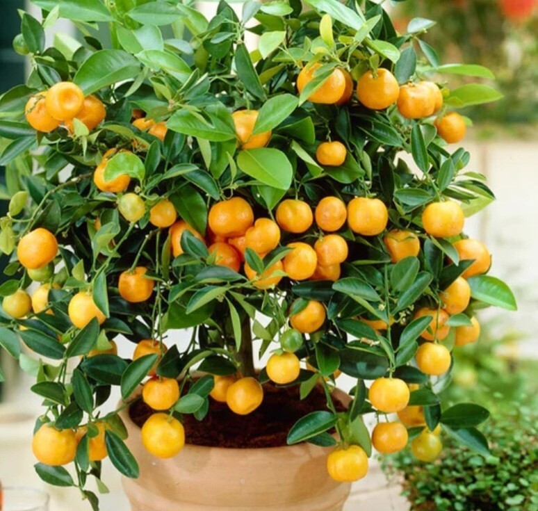Calamondin Orange Tree Seedling | Self-Pollinating Potted Citrus Plant | Zones 8-11