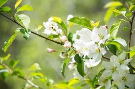 Roselow Sargent Crabapple Tree Bare Root Plant 10-12 Inches Malus sargentii Ornamental Flowering Tree