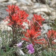 Northwestern Indian Paintbrush Seeds – Castilleja angustifolia v. dubia, Native Wildflower, Pollinator-Friendly, Perennial, 500 Seeds