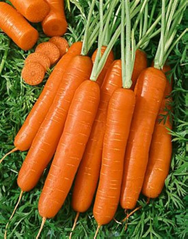 Carrot Seeds 300 Pack - Scarlet Nantes Heirloom Daucus carota for Gardens, Fresh Eating, Juicing, Cooking