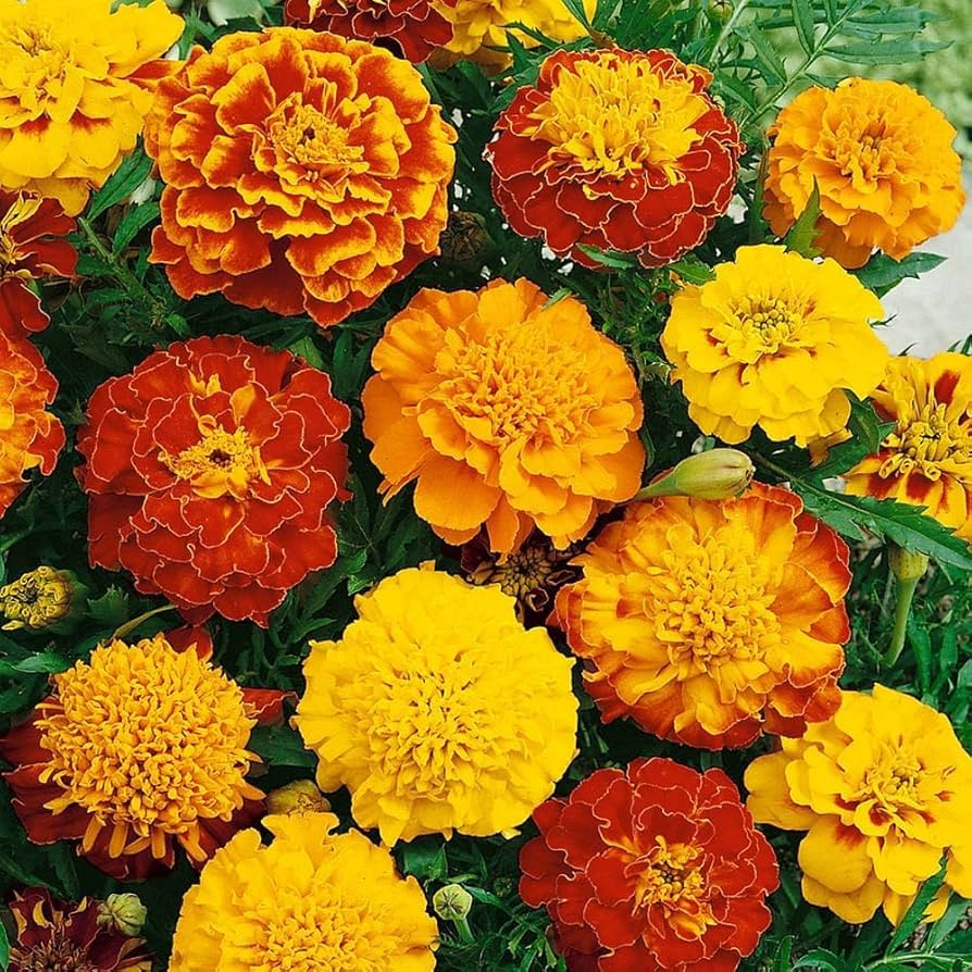 Petite Mixture Flower Seeds – 500mg, Compact Colorful Blooms, Pollinator-Friendly Annual Mix, Suitable for Borders & Containers