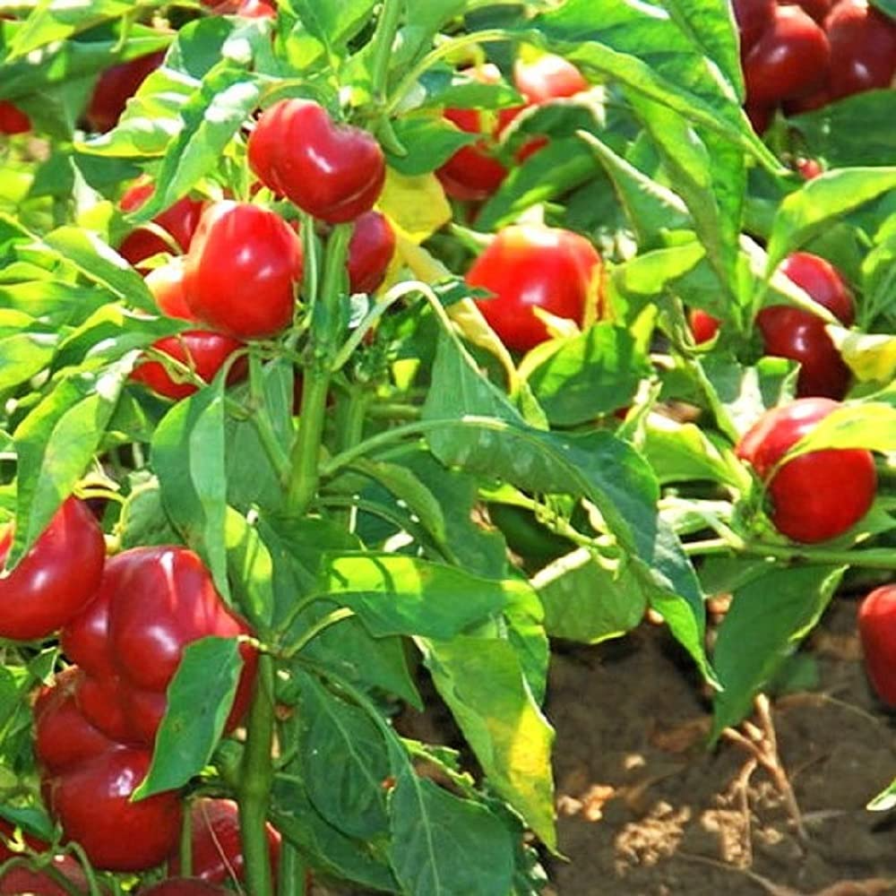 Red Cherry Sweet Pepper Seeds 250mg, Capsicum annuum, Heirloom Small Round Peppers for Home Garden & Culinary Use